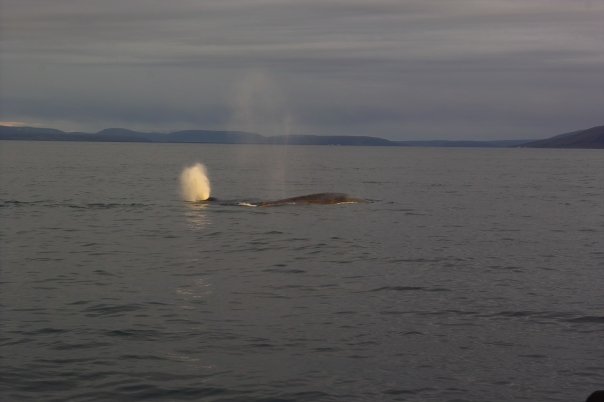 Wal vor der Küste Islands